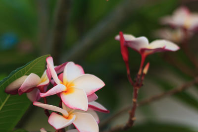 Close-up of pink flowers blooming outdoors