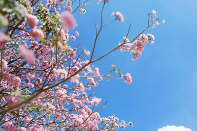 Low angle view of flower tree against sky