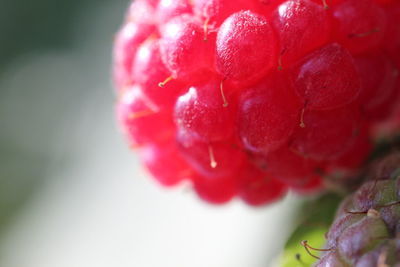 Close-up of red flowers