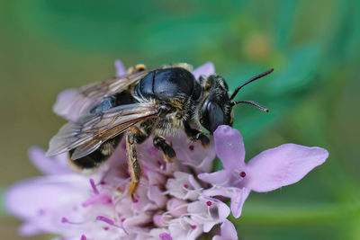 Natural closeup on a  blue eyed female mining bee, melitturga clavicornis on pink scabious flower