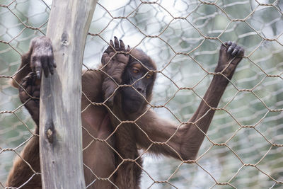 Close-up of monkey in cage