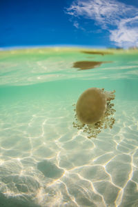 Upside down jellyfish under over