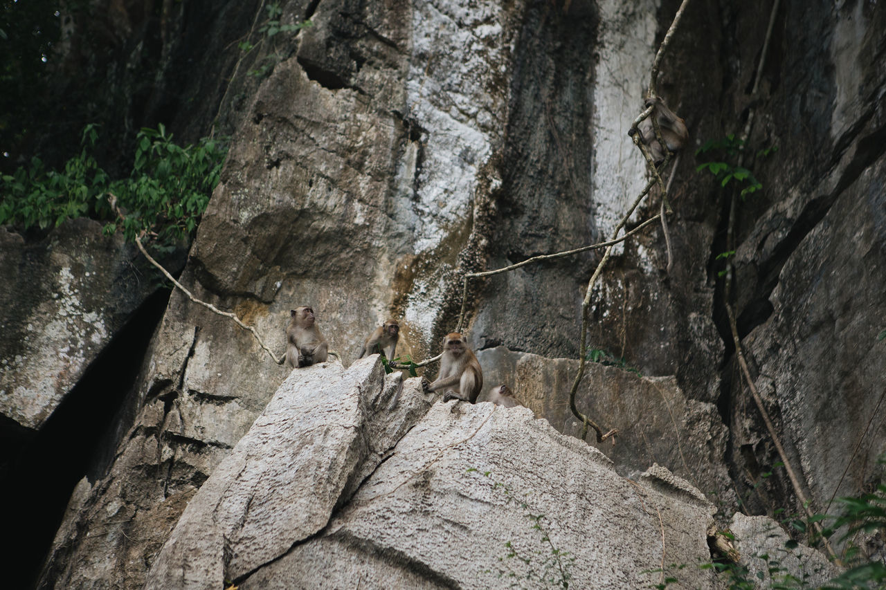 CLOSE-UP OF LIZARD ON ROCK AGAINST TREES