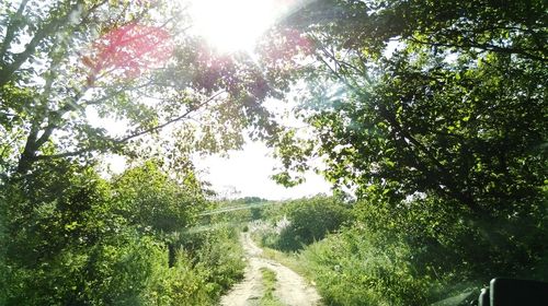 Road passing through forest