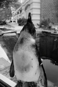 Close up of bird