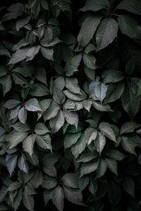 Full frame shot of plants