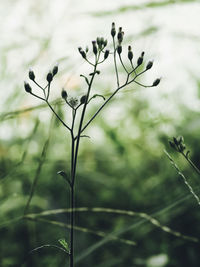 Close-up of flowering plant