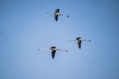 Low angle view of birds flying against clear blue sky