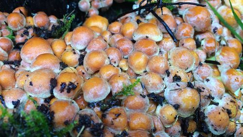 Close-up of mushrooms