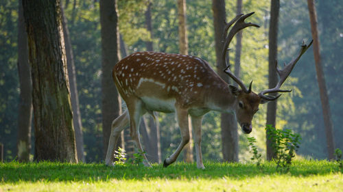 Deer in a forest