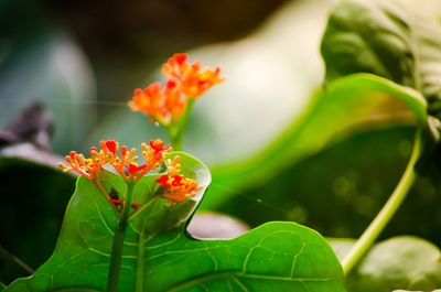Close-up of flowers blooming outdoors