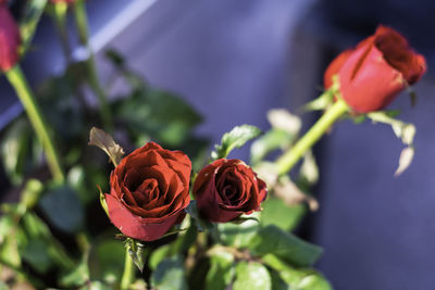 Close-up of rose bouquet