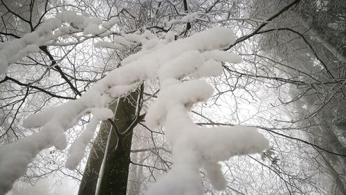 View of bare tree in winter