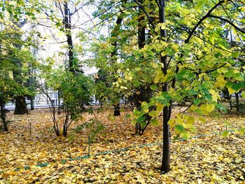 Trees in autumn