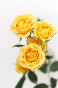 Close-up of yellow rose against white background