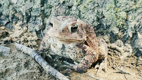 Close-up of frog on rock