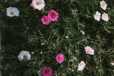 High angle view of pink crocus flowers on field