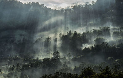 Panoramic view of trees in forest against sky