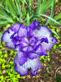 Close-up of purple iris