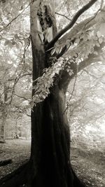 Close-up of tree trunk in forest