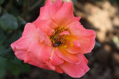 Close-up of pink pollinating flower