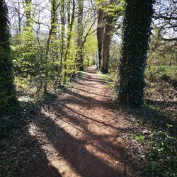 Footpath amidst trees in forest