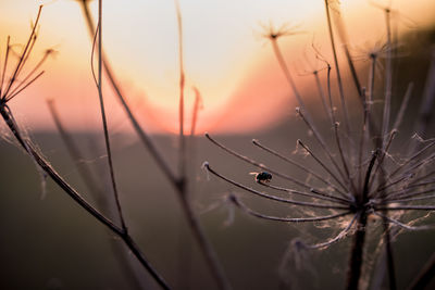 Close-up of silhouette plant against sky during sunset