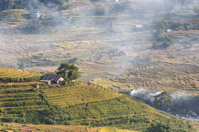 Scenic view of rice paddy