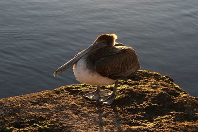 Bird perching on rock by lake