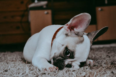 Portrait of a dog resting on rug