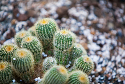 Close-up of cactus growing on field