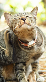 Close-up of tabby cat looking up