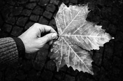 Close-up of hand holding leaf