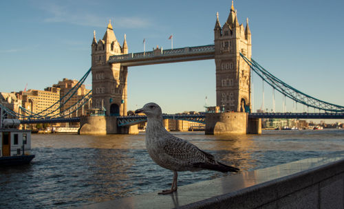 Seagulls on bridge over river