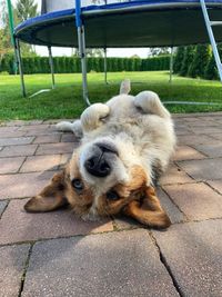 Dog relaxing on footpath in city