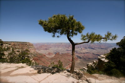 Tree on desert against clear sky