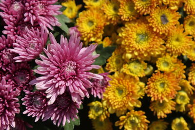 The pink chrysanthemum flowers with the blur yellow chrysanthemum wallpaper background.