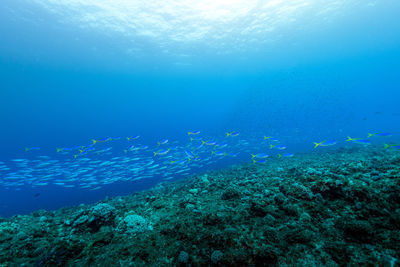 View of fish swimming underwater