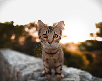 Close-up portrait of tabby cat