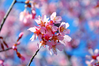 Close-up of pink peach blossoms in spring
