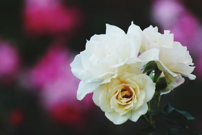 Close-up of pink rose