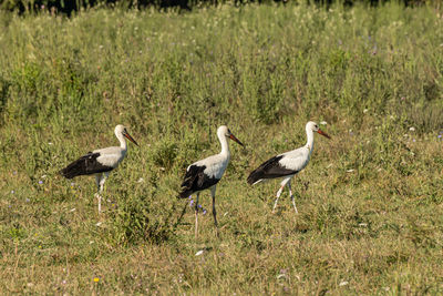 View of birds on field