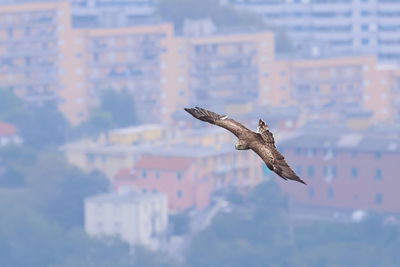 Close-up of bird flying against sky