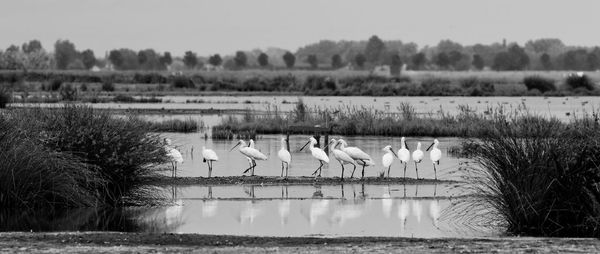 Panoramic view of spoonbills on lake