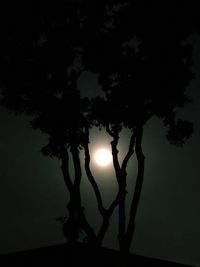 Low angle view of silhouette tree against sky at night