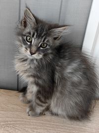 pet