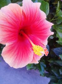 Close-up of pink flower