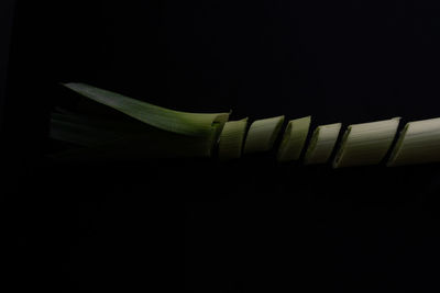 Close-up of leaf over black background
