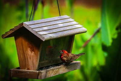 A finch feeding, in jesup, fa