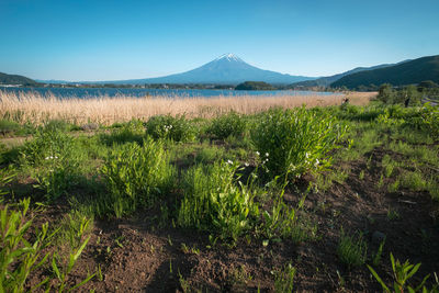 Scenic view of field against sky